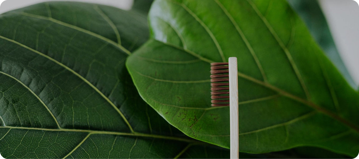 The Science Behind Miswak: Nature’s Best Oral Care Solution