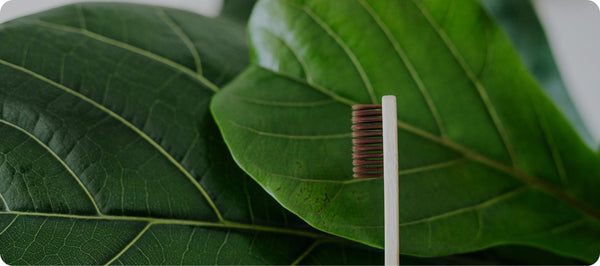 The Science Behind Miswak: Nature’s Best Oral Care Solution