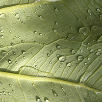 Natural Antibacterial Protection